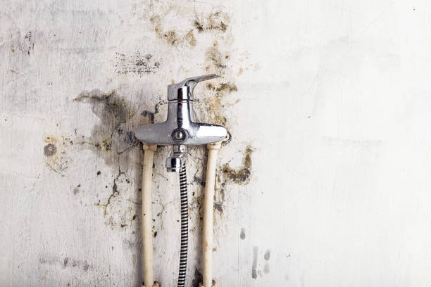 Best Local Mold Removal Service  in Riverton, NJ
