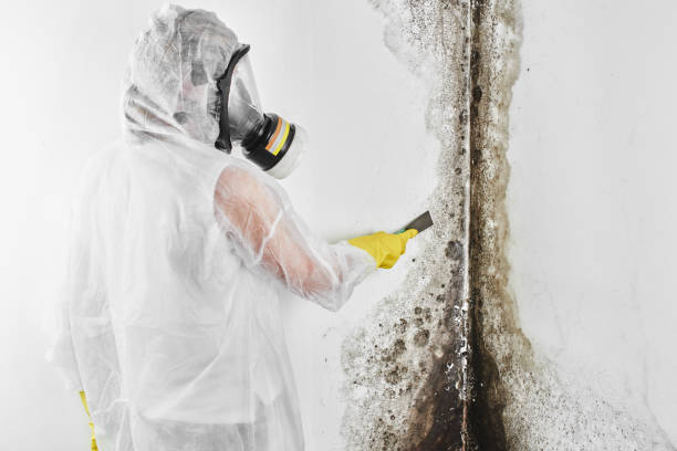 Best Affordable Mold Removal  in Riverton, NJ