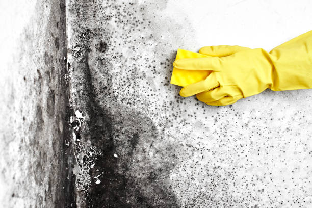 Professional Mold Removal in Riverton, NJ