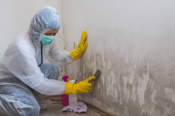 Mold Removal and Inspection in Riverton, NJ