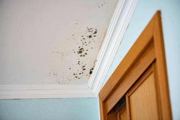 Best Emergency Mold Removal  in Riverton, NJ