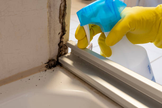 Attic Mold Removal in Riverton, NJ