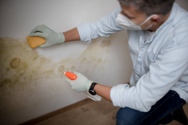 Best Home Mold Removal  in Riverton, NJ