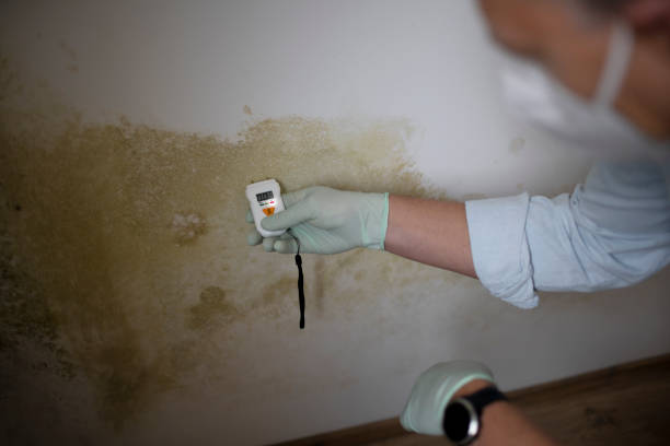 Best Commercial Mold Removal  in Riverton, NJ