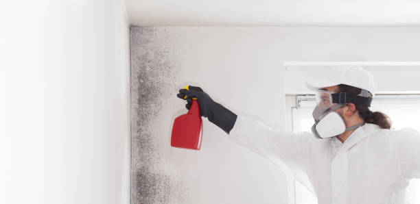 Best Black Mold Removal  in Riverton, NJ