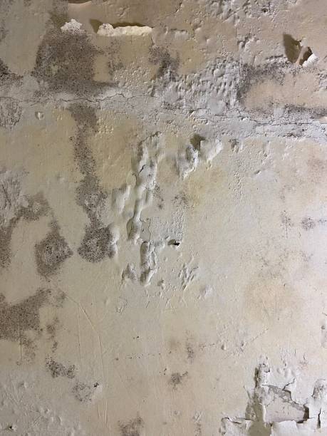 Best Mold Damage Repair  in Riverton, NJ