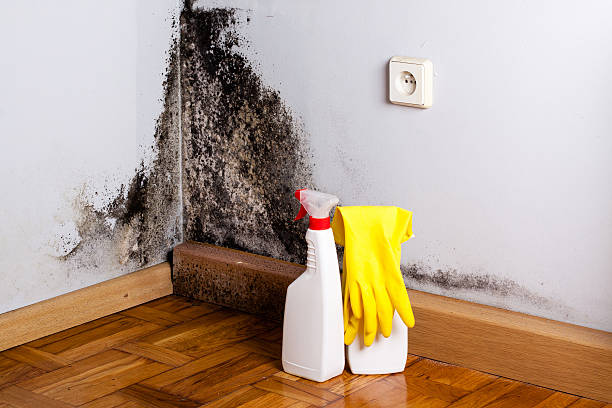 Best Home Mold Removal  in Riverton, NJ