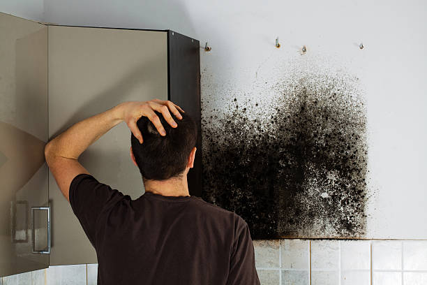 Best Toxic Mold Removal  in Riverton, NJ